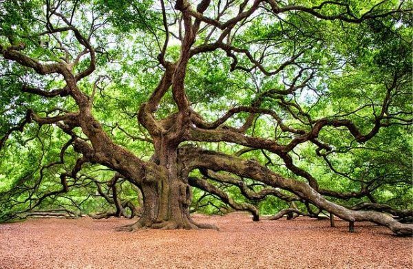 Bois de chêne