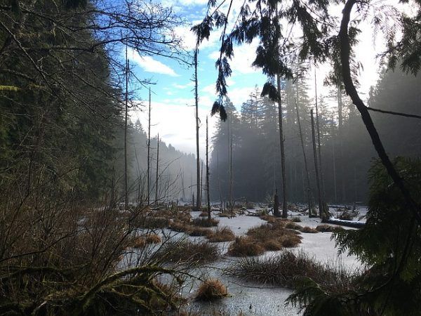 Bois de marais, ou Morta